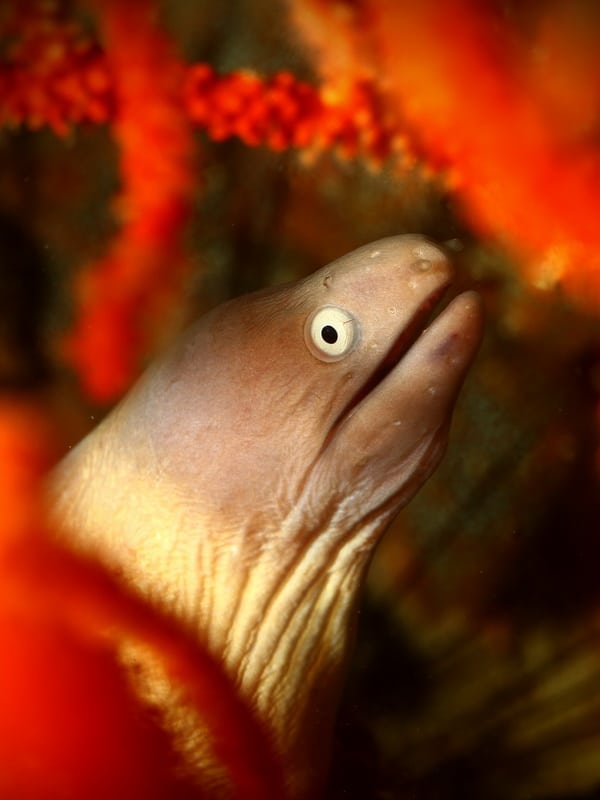 Anemone Reef Diving Thailand