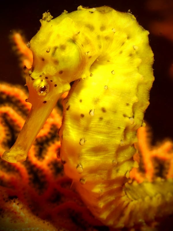 Anemone Reef Seahorse Thailand