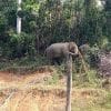 Elephant Encounters in Khao Sok
