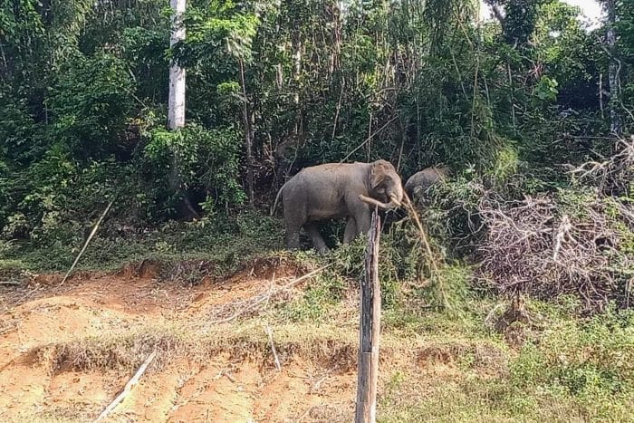 Elephant Encounters in Khao Sok