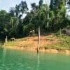Elephants in Khao Sok