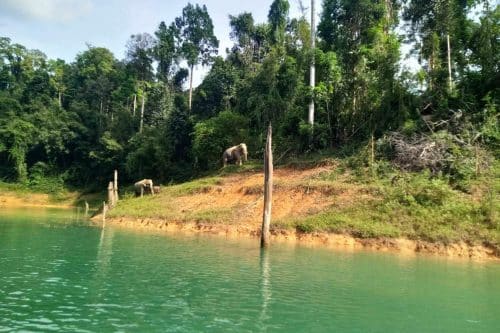 Elephants in Khao Sok